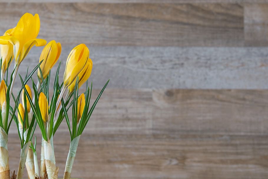 tilt shift lens photography of yellow tulip flowers, crocus HD wallpaper