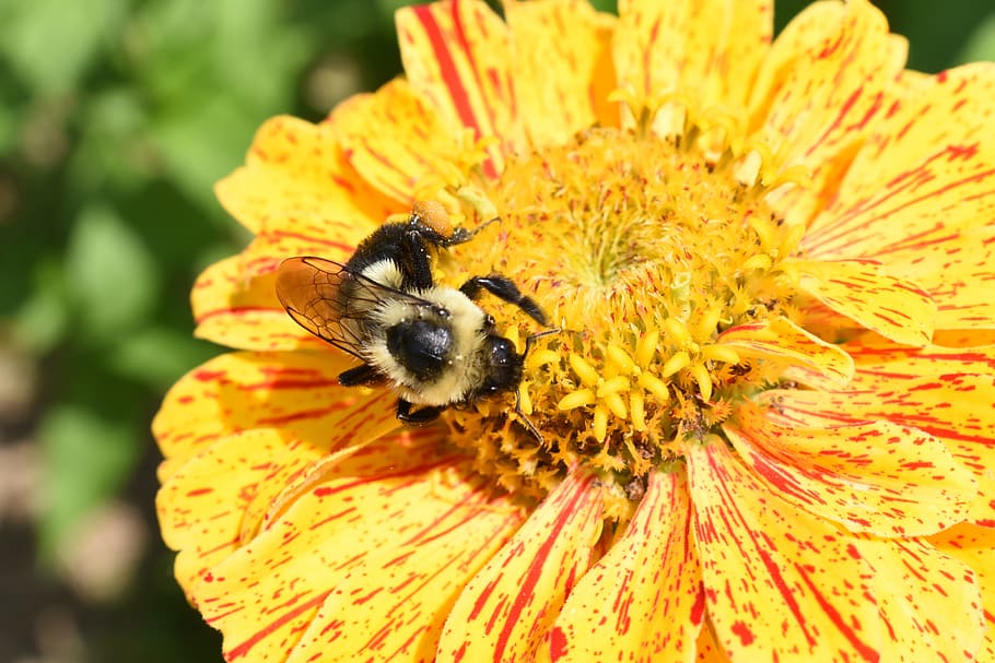 bumblebee, flower, insect, honey, yellow, pollination, invertebrate HD wallpaper