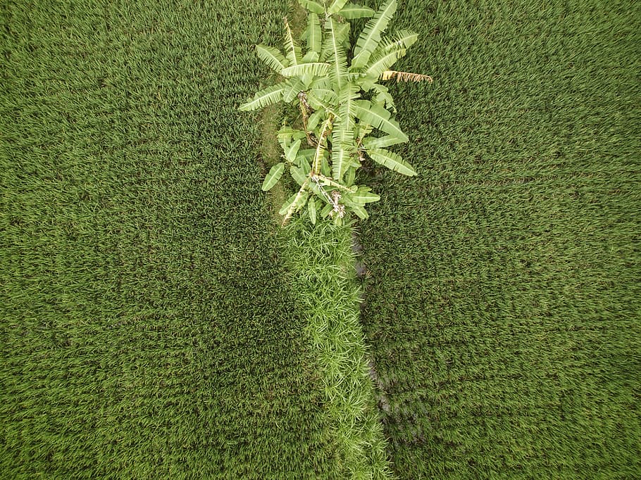 aerial view of banana plants at daytime, top view of green grass area HD wallpaper