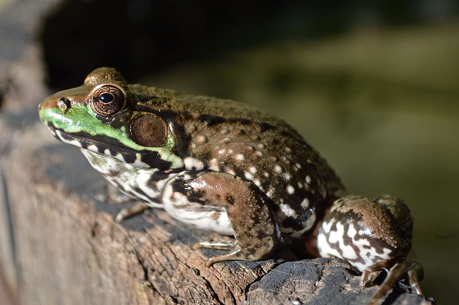 frog, frog on barrel, frog eye, frog pond, nature, animal themes HD wallpaper