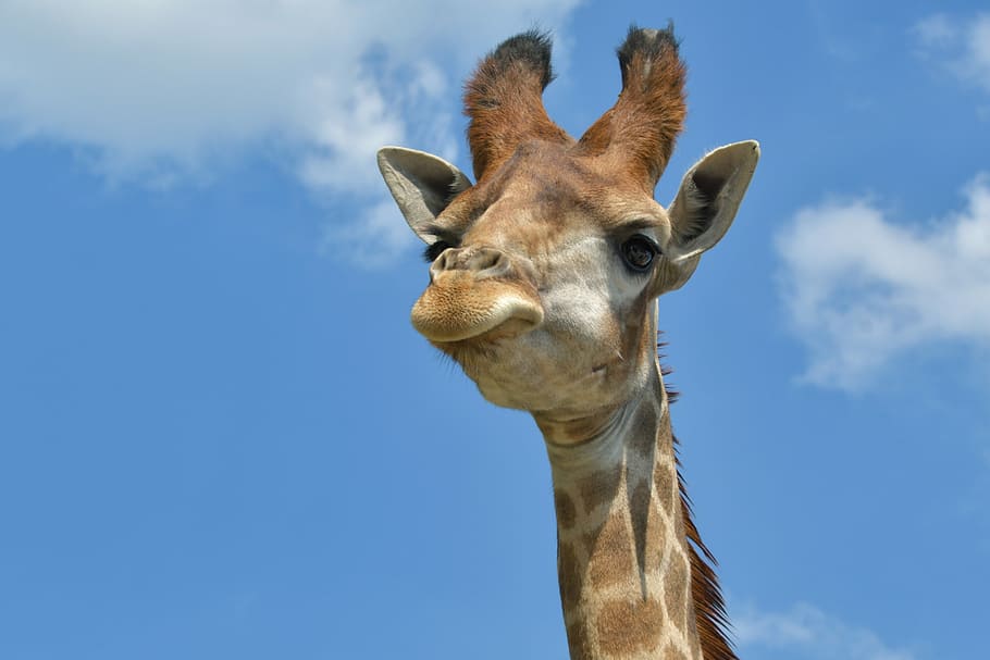 giraffe's head, portrait, sky, animal, one animal, animal themes HD wallpaper