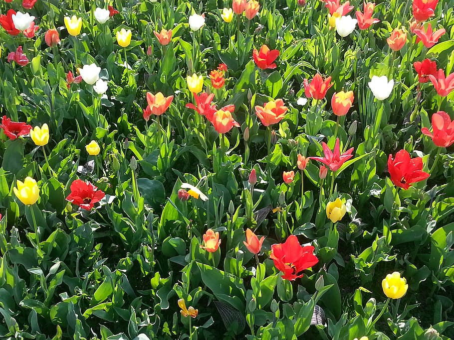 Tulips, Flower, Meadow, Spring, flower meadow, flowers, colorful HD wallpaper
