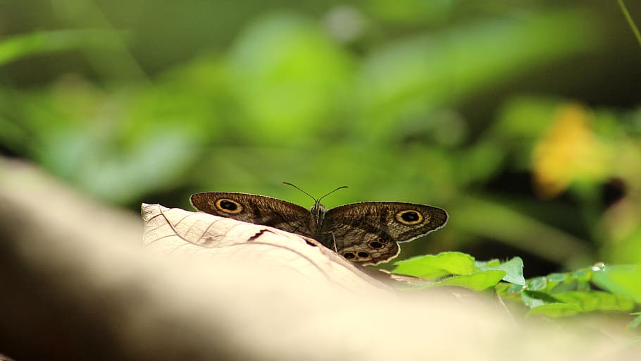 butterfly, common, eyes, sitting, wings, open, insect, nature HD wallpaper