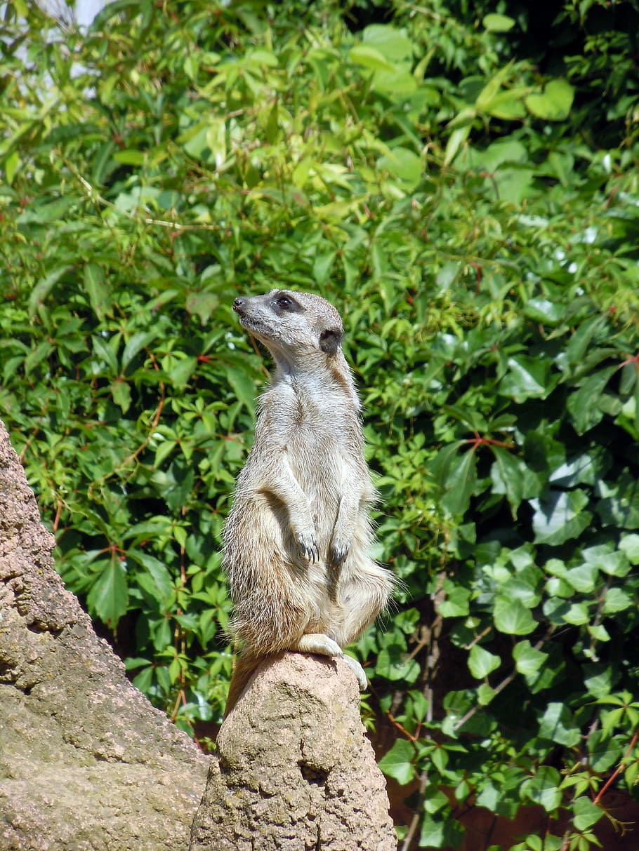 Meerkat, Animal, Guard, mammal, wildlife, nature, alertness HD wallpaper