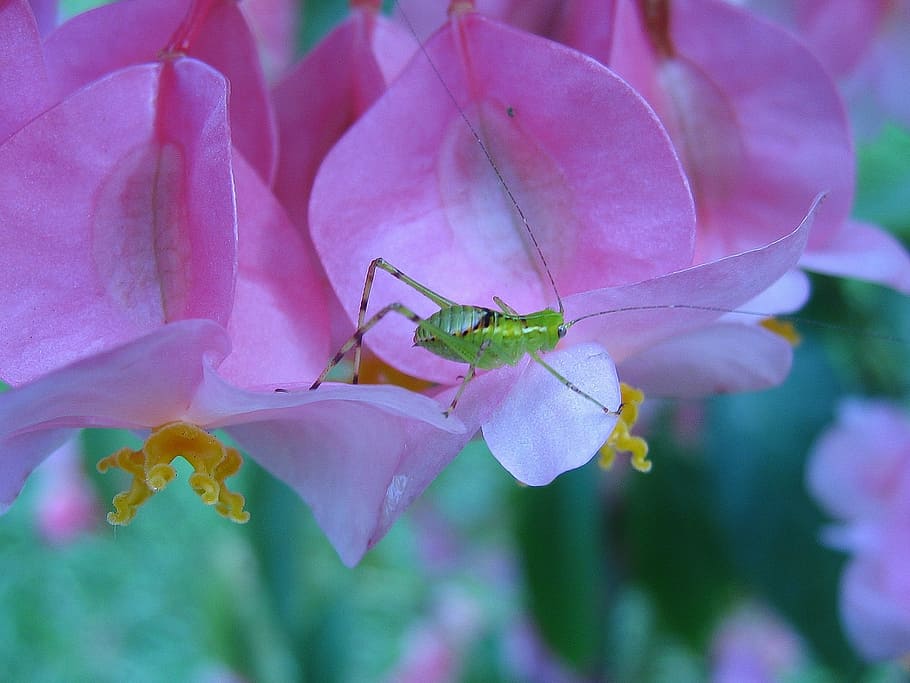 bug, insect, micro, one animal, animal themes, animal wildlife HD wallpaper
