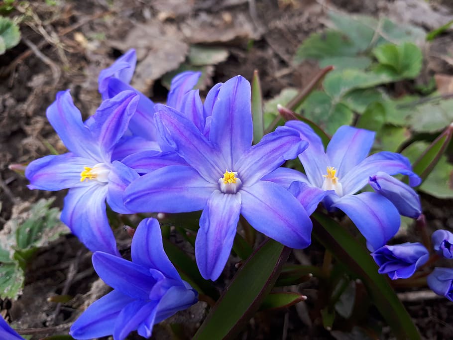 nature, macro, flowers, spring, flowering plant, freshness HD wallpaper