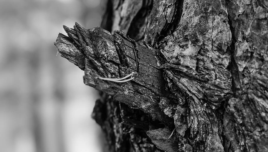 tree, bark, depth of sharpness, nature, beauty, life, admiration HD wallpaper