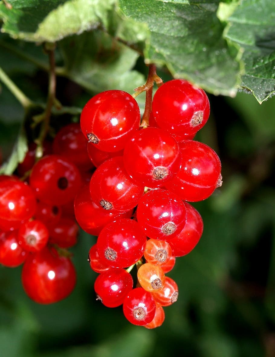 currants, red, soft fruit, food and drink, healthy eating, freshness HD wallpaper
