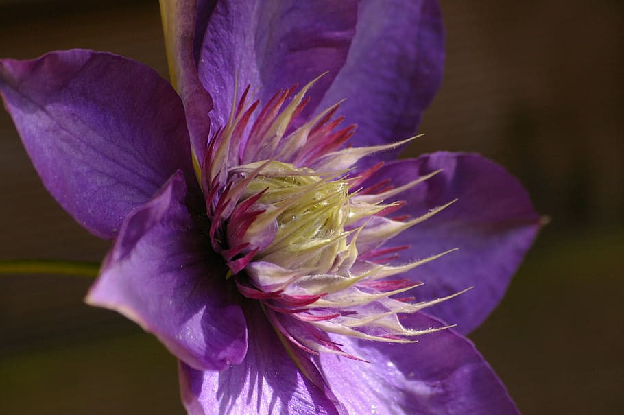 clematis, climber, blossom, bloom, purple, flower, purple flower HD wallpaper