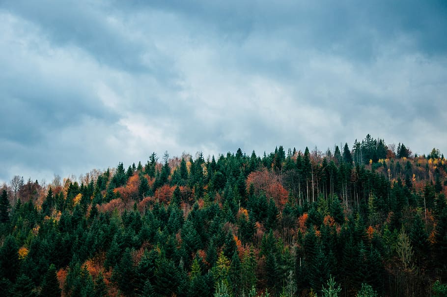 green trees during daytime, landscape photography of forest, woodland HD wallpaper