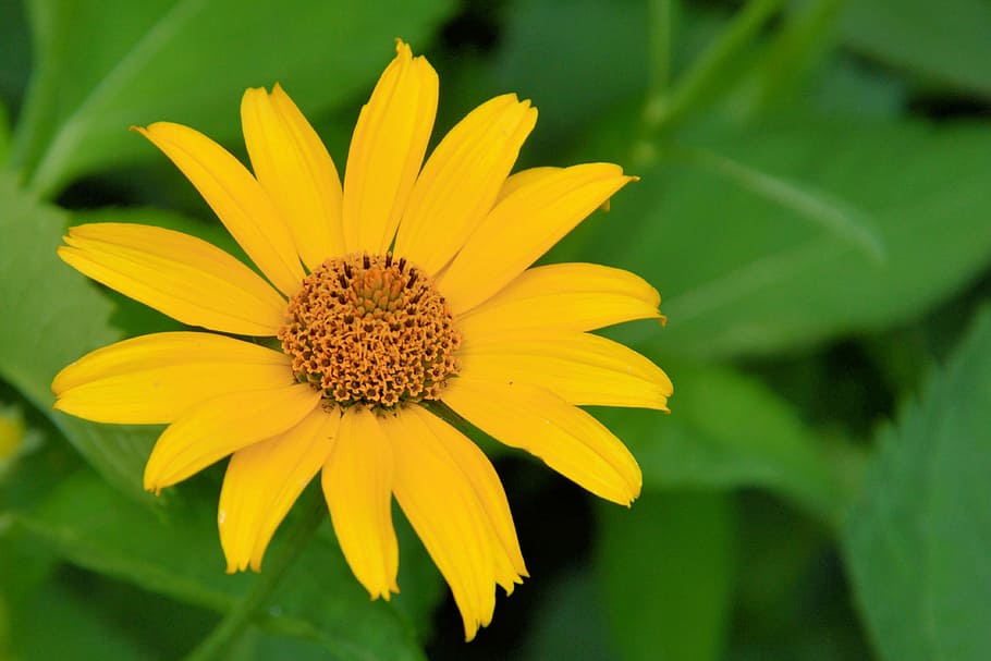 sun flower, blossom, bloom, yellow, yellow flowers, plant, jerusalem artichoke HD wallpaper