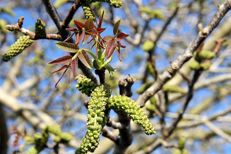 spring, leaves, green, tree, colors, vegetation, flowering HD wallpaper