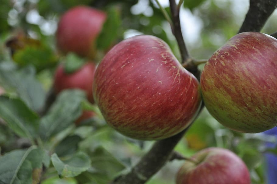 orchard, apple, tree, apple orchard, fruit, agriculture, harvest HD wallpaper