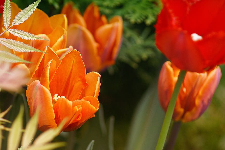 tulips, flowers, red, orange, the blossoming of, flowering HD wallpaper