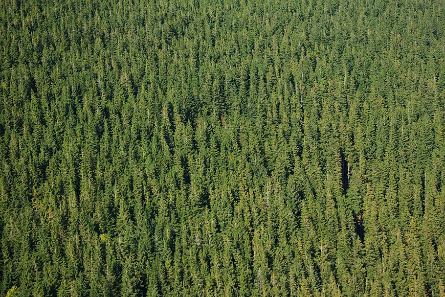 green trees, background, coniferous, evergreen, fir, forest HD wallpaper