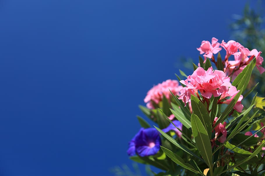view of violet and pink flowers, oleander, background, beautiful HD wallpaper