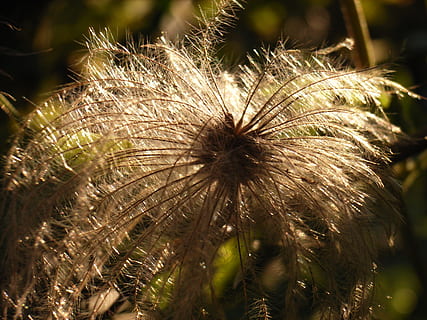 pasque flower, fruit, sun, pulsatilla, pasqueflower, woolly HD wallpaper