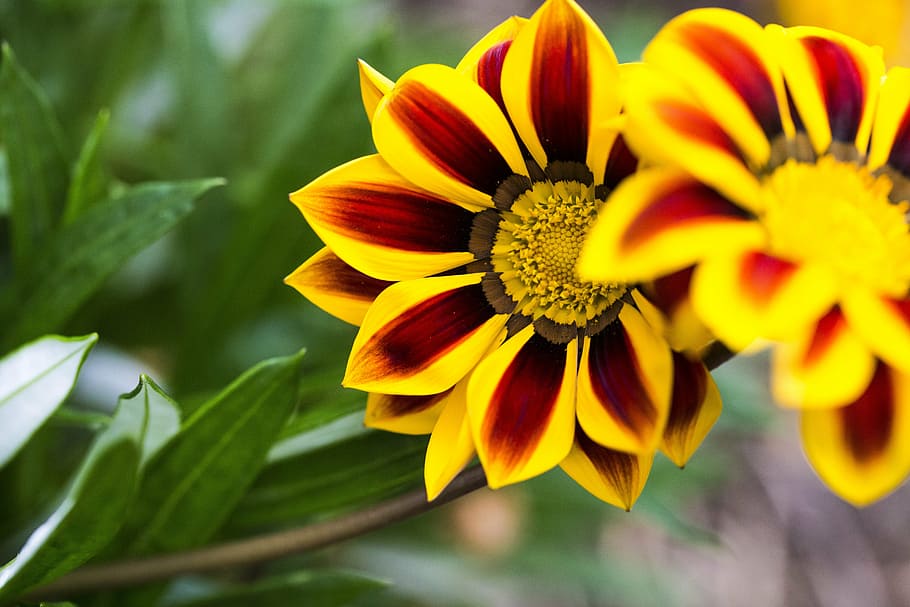 flower, closeup, nature, spring, plant, bloom, blossom, garden HD wallpaper