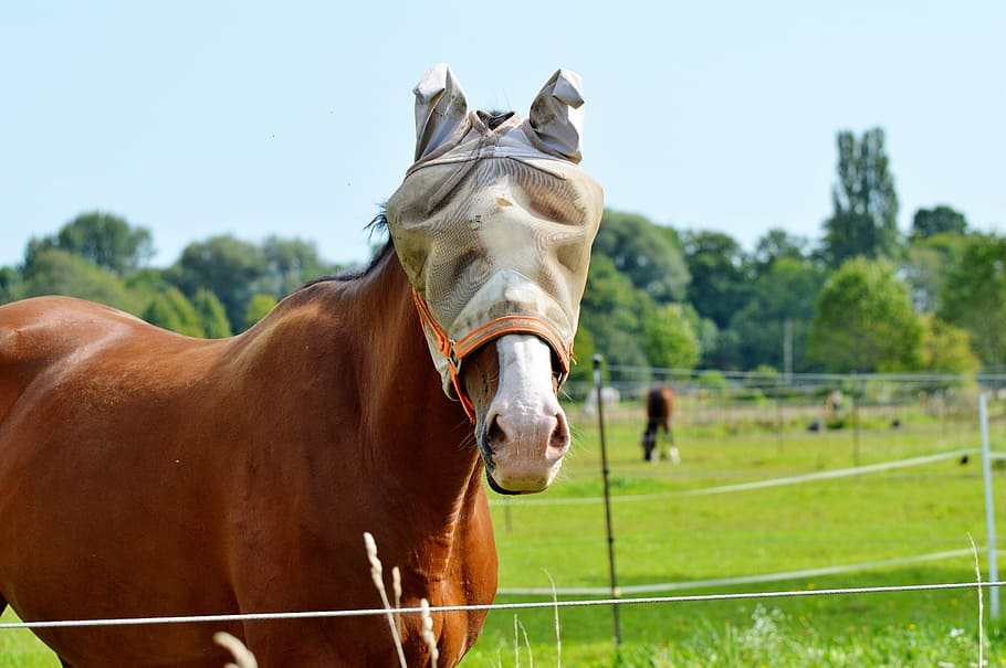 horse, flying hat, fly cap, protection, saddle horse, head fly protection HD wallpaper