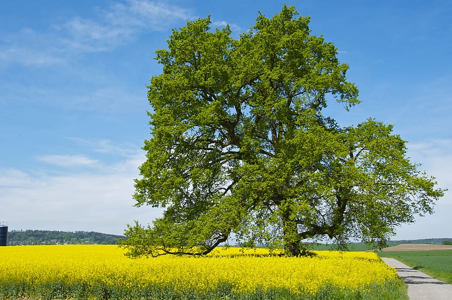 Tree, Spring, Oilseed Rape, Field, yellow, agriculture, growth HD wallpaper