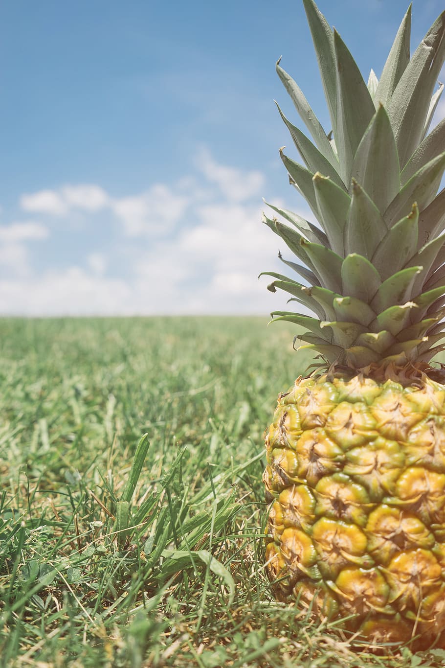 pineapple, dessert, appetizer, fruit, juice, crop, nature, green HD wallpaper