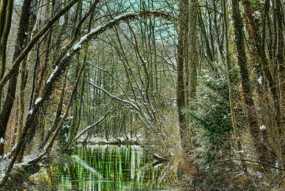 wood, nature, tree, winter, landscape, park, river, snow, plant HD wallpaper