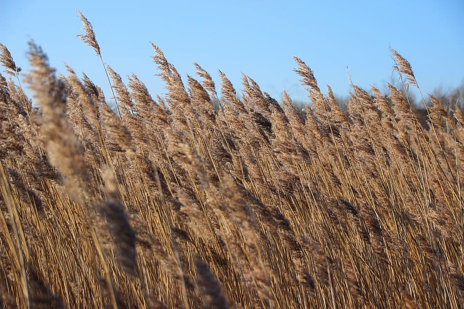 reed, light, grass, nature, landscape, golden, beautiful, agriculture HD wallpaper