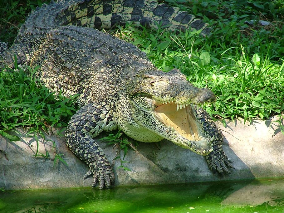 crocodile, animals, reptile, predator, nature, young crocodile HD wallpaper