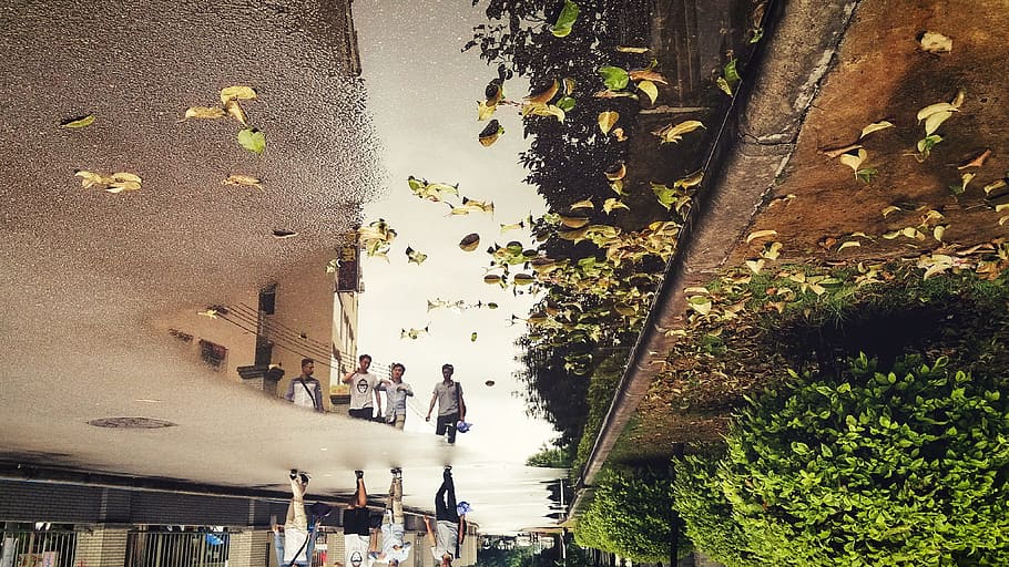 Defoliation, Reflection, rain, water, architecture, puddle, HD wallpaper