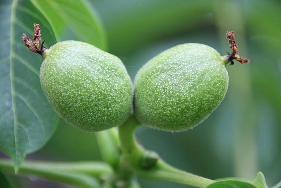 walnut, walnut tree, green, immature, seeds, fruit, development HD wallpaper