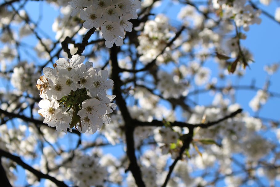 Cherry Blossom, Tree, Cherry, Spring, white, aesthetic, nature HD wallpaper
