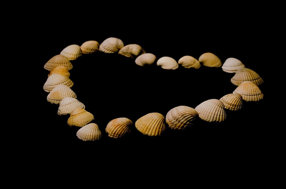 shell, shells, heart, love, isolated, postcard, natural, black HD wallpaper