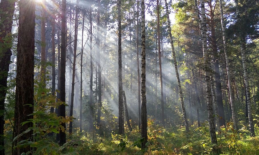 light, forest, the sun's rays, day, morning, tree, plant, land HD wallpaper