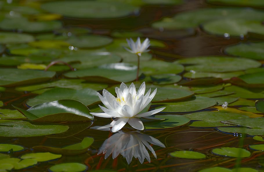 white lotus flower on water surrounded with pods, pool, lily HD wallpaper