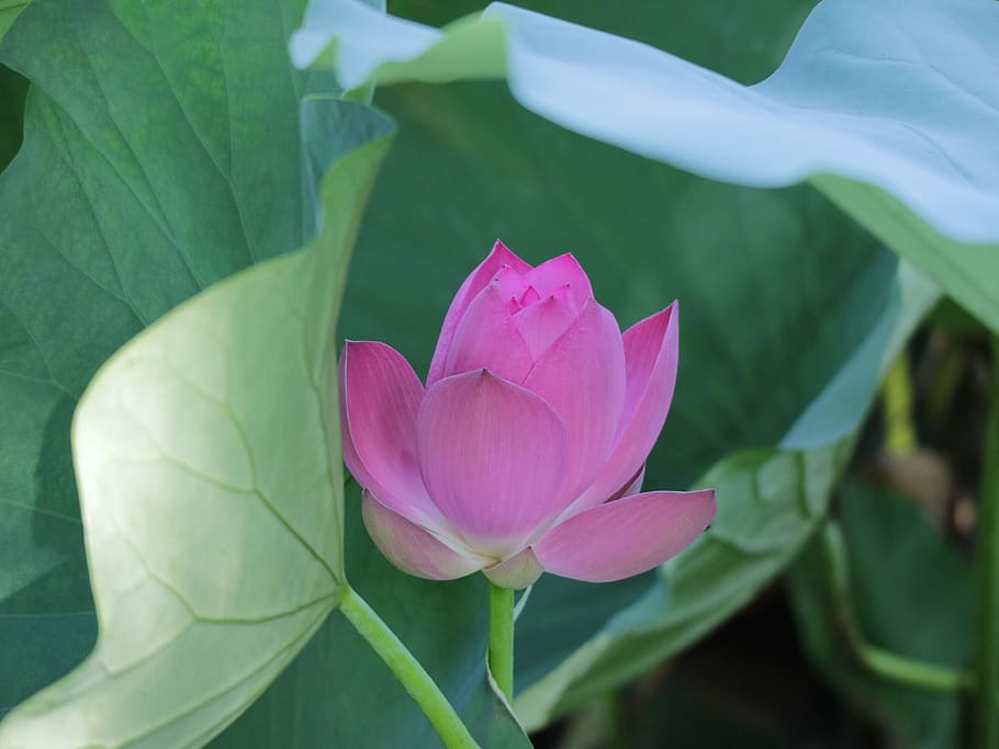 HD wallpaper: lotus, pink, green, dark, summer, flowering plant, beauty in  nature | Wallpaper Flare