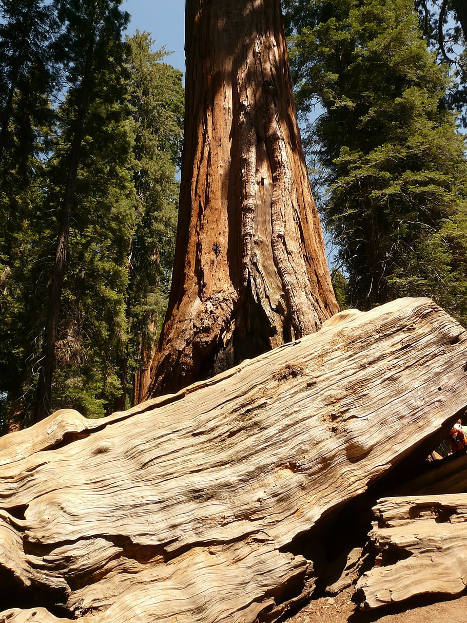 tree, sequoia, wood, bark, huge, tribe, plant, wood - material HD wallpaper