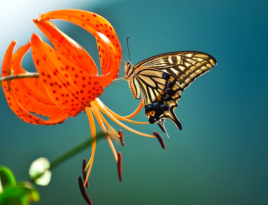 micro photo of tiger swallowtail butterfly perched on orange flower HD wallpaper