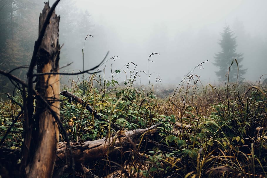 brown driftwood on green and brown grass field with mist at daytime, withered plants covered in mists HD wallpaper