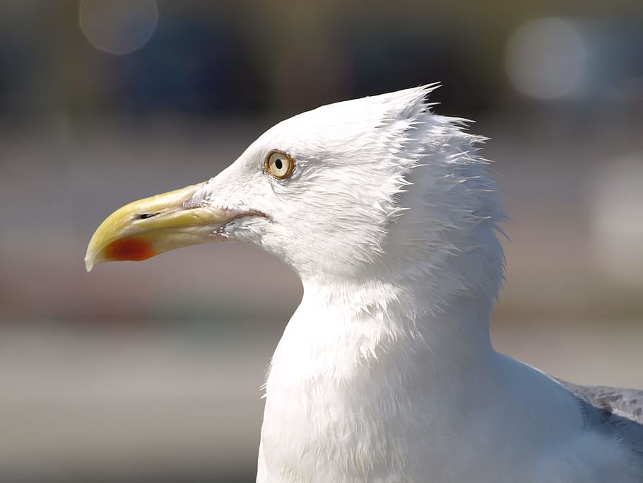 seagull, slice breezes, bill, bird, close, feather, animal HD wallpaper