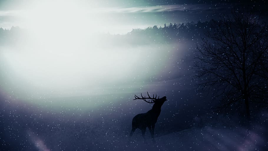 reindeer on top of mountain illustration, hirsch, forest, nature HD wallpaper