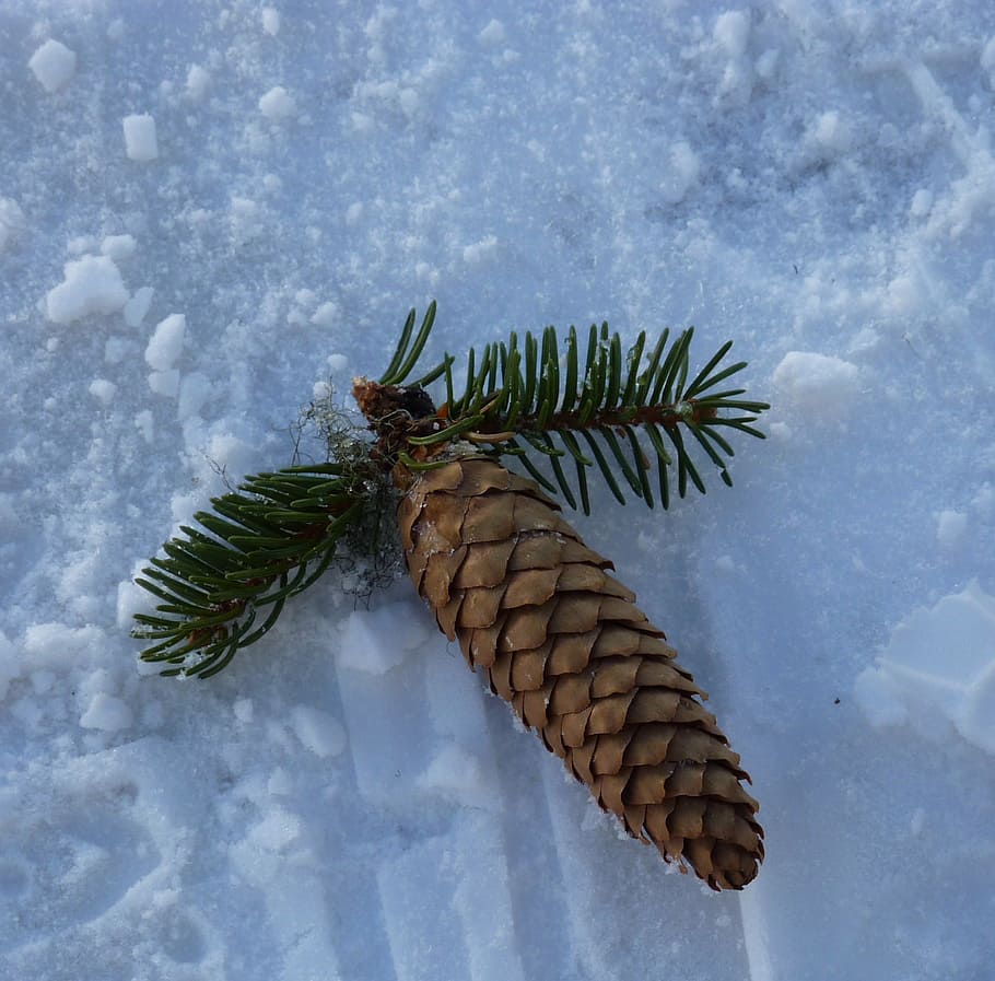 pine cones, nature, fir, tree, winter, snow, branch, tap, forest HD wallpaper