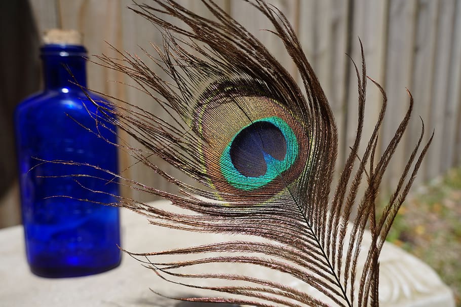 feather, color, beautiful, desktop, peacock, pattern, turquoise HD wallpaper