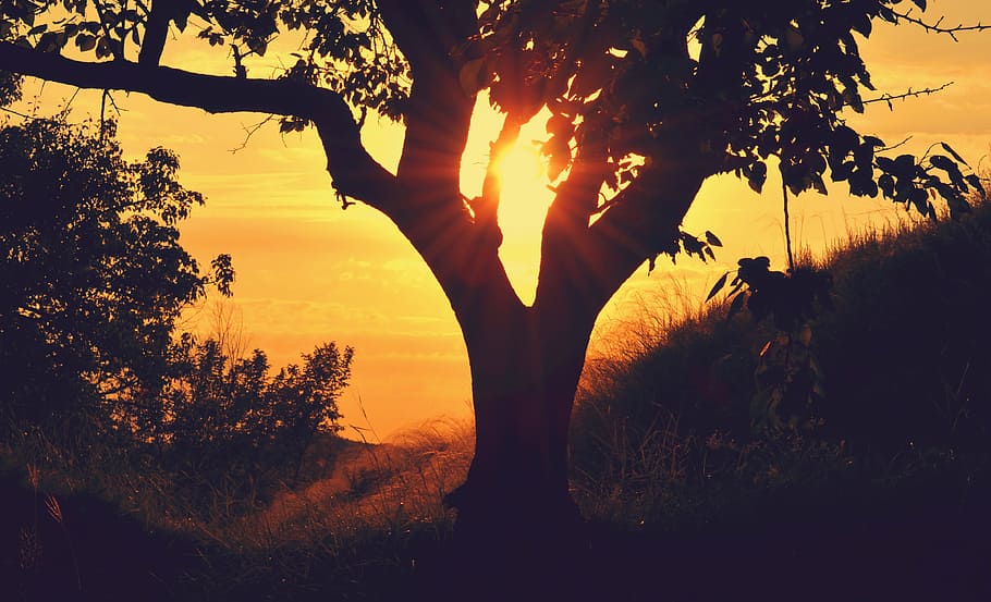 bough, hill, silhouette, sunrise, sunset, tree, twilight, nature HD wallpaper