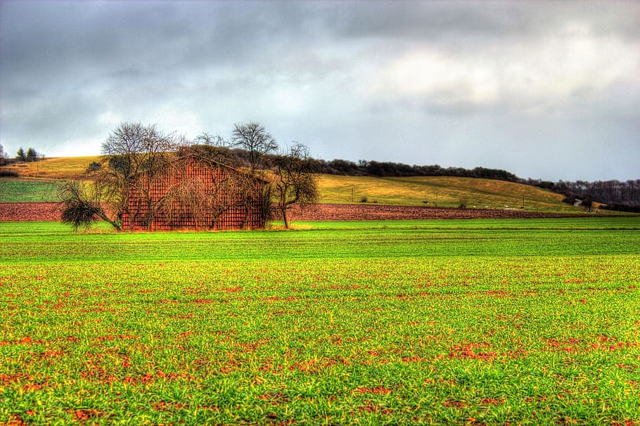 meadow, barn, old, nature, hut, field, field barn, tree, landscape HD wallpaper