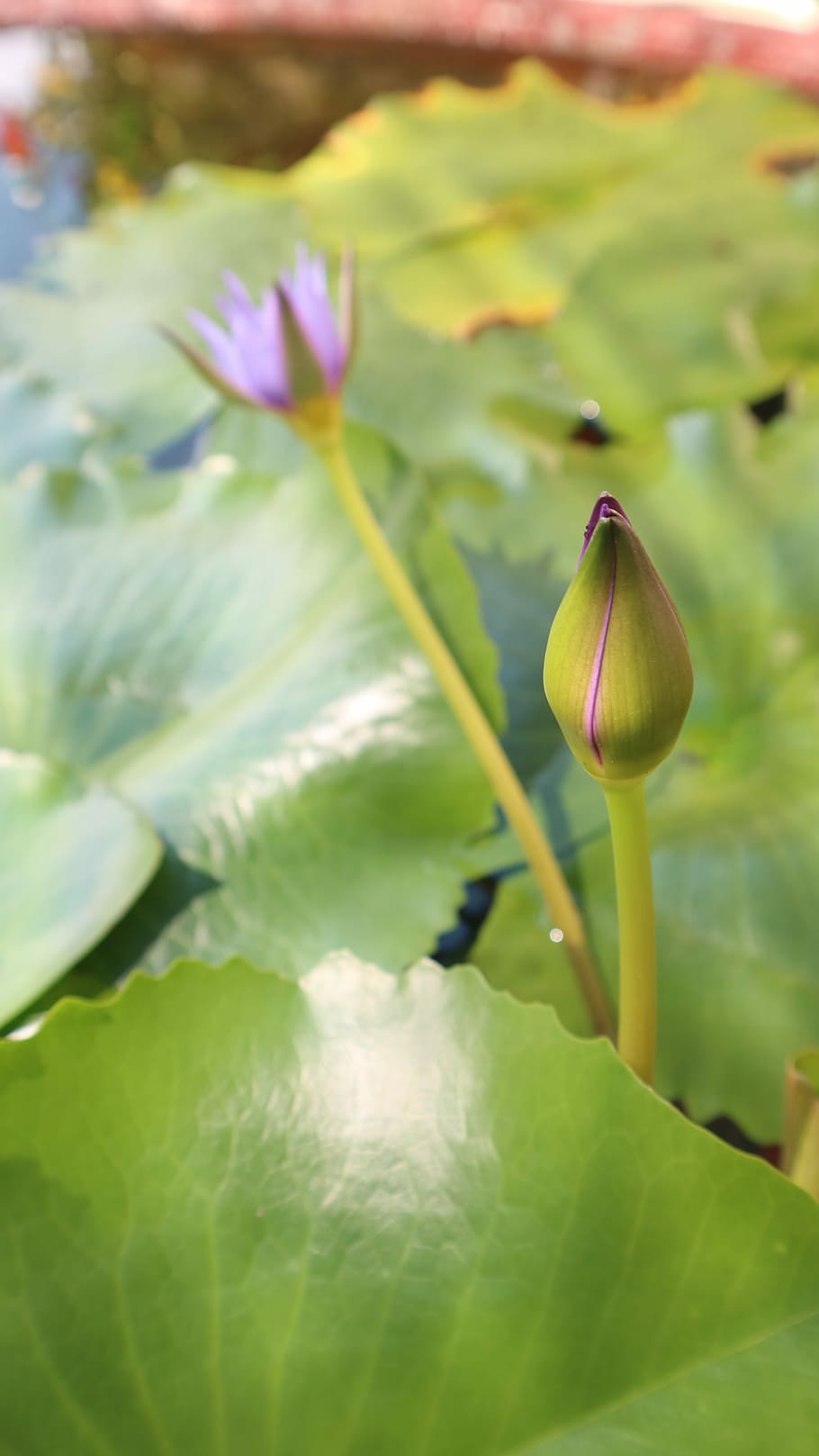 Triangle, Green, Leaf, Tropical, Garden, plant, color, nature HD wallpaper