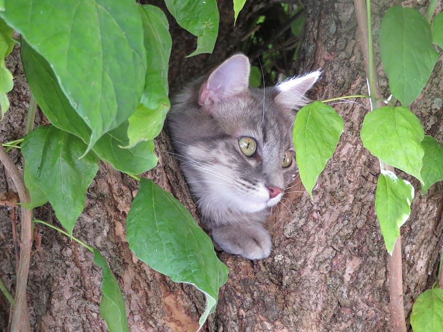 Cat, Head, Tree, Leaves, grey, perched, cute, eyes, greens HD wallpaper