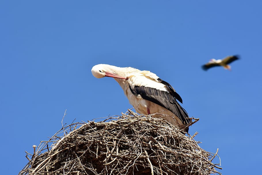 storks, pair, nest building, birds, fly, rattle stork, bill HD wallpaper