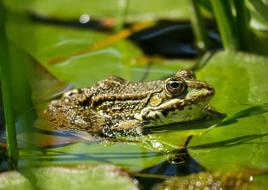selective focus photography of frog on leaf, nature, animal HD wallpaper