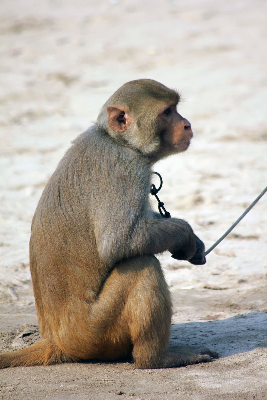 monkey, brown, animal, ape, wild, mammal, wildlife, primate HD wallpaper