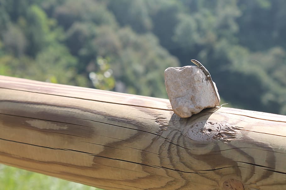stone, lizard, sun, italy, focus on foreground, wood - material HD wallpaper